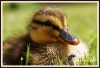 Filename=456_fotowilga~2.JPG
Filesize=136KB
Dimensions=720x493
Date added=Jun 06, 2013 456_fotowilga~2.JPG