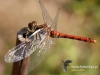 Filename=456_fotowilga~21.JPG
Filesize=81KB
Dimensions=640x480
Date added=Jan 15, 2018 456_fotowilga~21.JPG