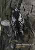 456_fotowilga~7.JPG