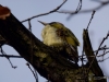 Filename=458_fotowilga~19.JPG
Filesize=247KB
Dimensions=700x525
Date added=Dec 01, 2017 458_fotowilga~19.JPG