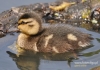Filename=458_fotowilga~4.JPG
Filesize=343KB
Dimensions=720x508
Date added=Jul 30, 2014 458_fotowilga~4.JPG