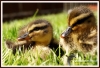 Filename=459_fotowilga~2.JPG
Filesize=150KB
Dimensions=720x492
Date added=Aug 18, 2013 459_fotowilga~2.JPG