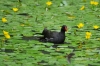 Filename=459_fotowilga~3.JPG
Filesize=345KB
Dimensions=720x480
Date added=Aug 19, 2014 459_fotowilga~3.JPG