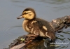 Filename=459_fotowilga~4.JPG
Filesize=91KB
Dimensions=640x452
Date added=Mar 04, 2015 459_fotowilga~4.JPG