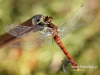 Filename=460_fotowilga~13.JPG
Filesize=87KB
Dimensions=640x480
Date added=Jan 15, 2018 460_fotowilga~13.JPG