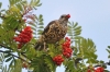 Filename=461_fotowilga~0.JPG
Filesize=127KB
Dimensions=720x480
Date added=Jan 11, 2013 461_fotowilga~0.JPG