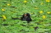 Filename=461_fotowilga~2.JPG
Filesize=133KB
Dimensions=720x480
Date added=Feb 17, 2014 461_fotowilga~2.JPG