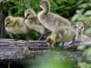 Filename=461_fotowilga~26.JPG
Filesize=302KB
Dimensions=700x525
Date added=Nov 11, 2019 461_fotowilga~26.JPG