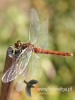 Filename=462_fotowilga~17.JPG
Filesize=67KB
Dimensions=360x480
Date added=Jan 12, 2018 462_fotowilga~17.JPG