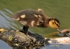 Filename=462_fotowilga~5.JPG
Filesize=110KB
Dimensions=640x452
Date added=Mar 10, 2015 462_fotowilga~5.JPG