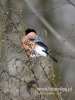 Filename=464_fotowilga~10.JPG
Filesize=69KB
Dimensions=360x480
Date added=May 04, 2017 464_fotowilga~10.JPG