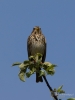 Filename=464_fotowilga~7.JPG
Filesize=198KB
Dimensions=525x700
Date added=May 21, 2018 464_fotowilga~7.JPG