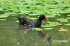 Filename=465_fotowilga~1.JPG
Filesize=123KB
Dimensions=720x480
Date added=May 12, 2014 465_fotowilga~1.JPG