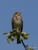 Filename=465_fotowilga~18.JPG
Filesize=213KB
Dimensions=525x700
Date added=Jun 11, 2019 465_fotowilga~18.JPG