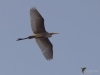 Filename=465_fotowilga~20.JPG
Filesize=169KB
Dimensions=700x525
Date added=Dec 09, 2019 465_fotowilga~20.JPG