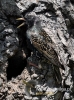 465_fotowilga~7.JPG