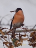 Filename=466_fotowilga~21.JPG
Filesize=55KB
Dimensions=360x480
Date added=Feb 17, 2018 466_fotowilga~21.JPG