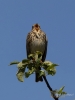 Filename=466_fotowilga~24.JPG
Filesize=209KB
Dimensions=525x700
Date added=Jun 11, 2019 466_fotowilga~24.JPG