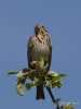 Filename=468_fotowilga~20.JPG
Filesize=231KB
Dimensions=525x700
Date added=Jun 06, 2019 468_fotowilga~20.JPG
