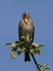 Filename=469_fotowilga~16.JPG
Filesize=213KB
Dimensions=525x700
Date added=Jun 18, 2019 469_fotowilga~16.JPG