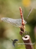 Filename=471_fotowilga~19.JPG
Filesize=61KB
Dimensions=360x480
Date added=Nov 15, 2017 471_fotowilga~19.JPG