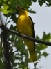 Filename=473_fotowilga~18.JPG
Filesize=223KB
Dimensions=519x700
Date added=Jan 24, 2019 473_fotowilga~18.JPG