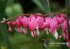 Filename=473_fotowilga~8.JPG
Filesize=79KB
Dimensions=640x452
Date added=May 04, 2016 473_fotowilga~8.JPG