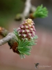 Filename=476_fotowilga~16.JPG
Filesize=262KB
Dimensions=525x700
Date added=Apr 27, 2017 476_fotowilga~16.JPG