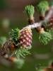 Filename=477_fotowilga~14.JPG
Filesize=238KB
Dimensions=525x700
Date added=Apr 27, 2017 477_fotowilga~14.JPG