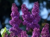 Filename=477_fotowilga~6.JPG
Filesize=314KB
Dimensions=700x525
Date added=Jun 17, 2019 477_fotowilga~6.JPG
