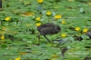 Filename=480_fotowilga~3.JPG
Filesize=363KB
Dimensions=720x480
Date added=Aug 05, 2014 480_fotowilga~3.JPG