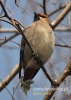 Filename=481_fotowilga~3.JPG
Filesize=81KB
Dimensions=343x480
Date added=Oct 22, 2014 481_fotowilga~3.JPG