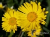 Filename=482_fotowilga~15.JPG
Filesize=102KB
Dimensions=638x480
Date added=Mar 27, 2017 482_fotowilga~15.JPG
