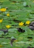 483_fotowilga~11.JPG