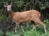 Filename=483_fotowilga~29.JPG
Filesize=437KB
Dimensions=700x525
Date added=Oct 01, 2019 483_fotowilga~29.JPG