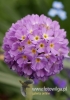 Filename=485_fotowilga~11.JPG
Filesize=66KB
Dimensions=339x480
Date added=Apr 28, 2016 485_fotowilga~11.JPG
