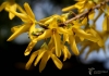Filename=485_fotowilga~14.JPG
Filesize=216KB
Dimensions=700x493
Date added=Apr 19, 2017 485_fotowilga~14.JPG