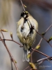 Filename=486_fotowilga~21.JPG
Filesize=242KB
Dimensions=525x700
Date added=Nov 29, 2017 486_fotowilga~21.JPG