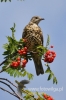 Filename=487_fotowilga~12.JPG
Filesize=53KB
Dimensions=320x480
Date added=Sep 29, 2016 487_fotowilga~12.JPG