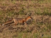 Filename=487_fotowilga~17.JPG
Filesize=412KB
Dimensions=700x525
Date added=Jan 12, 2019 487_fotowilga~17.JPG