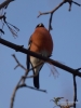 Filename=487_fotowilga~22.JPG
Filesize=217KB
Dimensions=525x700
Date added=Feb 15, 2018 487_fotowilga~22.JPG