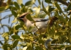 Filename=487_fotowilga~4.JPG
Filesize=135KB
Dimensions=640x457
Date added=Oct 22, 2014 487_fotowilga~4.JPG