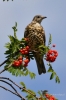 Filename=489_fotowilga~17.JPG
Filesize=228KB
Dimensions=466x700
Date added=Sep 11, 2017 489_fotowilga~17.JPG