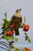 Filename=490_fotowilga~15.JPG
Filesize=52KB
Dimensions=320x480
Date added=Sep 29, 2016 490_fotowilga~15.JPG