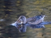 Filename=490_fotowilga~23.JPG
Filesize=321KB
Dimensions=700x525
Date added=Jan 10, 2019 490_fotowilga~23.JPG