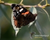 Filename=491_fotowilga~22.JPG
Filesize=69KB
Dimensions=600x480
Date added=Jan 05, 2018 491_fotowilga~22.JPG