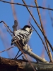 Filename=494_fotowilga~22.JPG
Filesize=252KB
Dimensions=525x700
Date added=Mar 24, 2019 494_fotowilga~22.JPG
