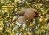 Filename=494_fotowilga~4.JPG
Filesize=135KB
Dimensions=640x457
Date added=Oct 12, 2014 494_fotowilga~4.JPG