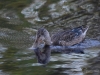 Filename=495_fotowilga~15.JPG
Filesize=317KB
Dimensions=700x525
Date added=Jan 10, 2019 495_fotowilga~15.JPG
