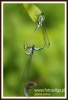 496_fotowilga~0.JPG